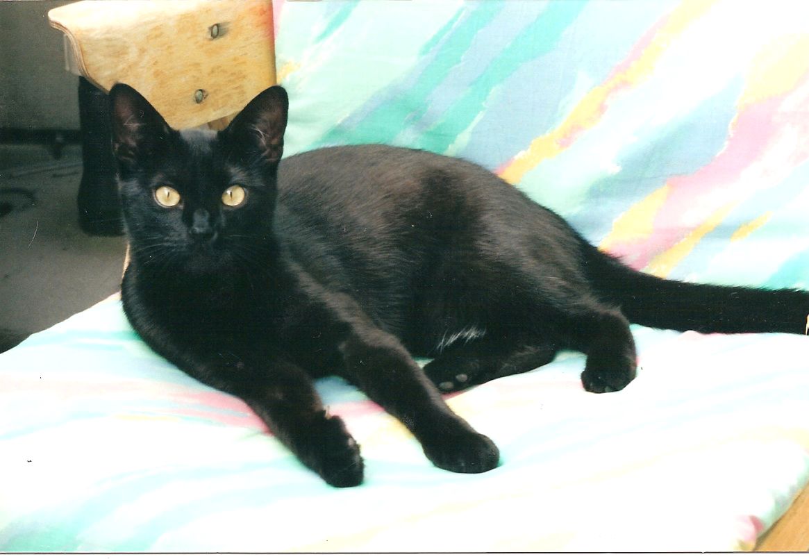 Auch Katzenfelle werden gehandelt.